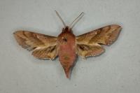 Deilephila porcellus