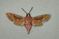 Deilephila porcellus