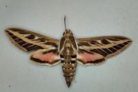 Hyles livornica