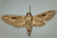 Hyles livornica