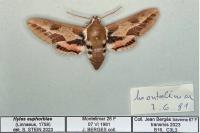 Hyles euphorbiae