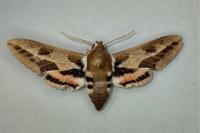 Hyles euphorbiae
