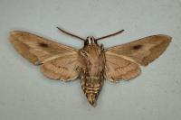 Hyles euphorbiae