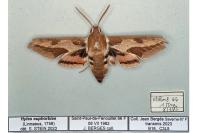 Hyles euphorbiae