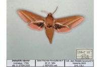 Deilephila elpenor
