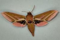 Deilephila elpenor
