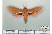 Deilephila elpenor