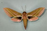 Deilephila elpenor