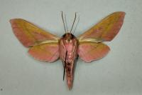 Deilephila elpenor