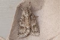 Acronicta auricoma