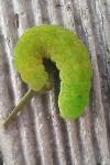 Phlogophora meticulosa