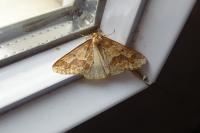 Erannis defoliaria