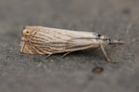 Chrysoteuchia culmella