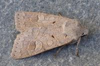 Ammoconia caecimacula