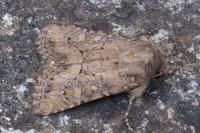 Luperina testacea