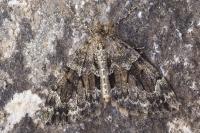 Thera britannica/variata