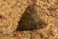 Hypena obsitalis