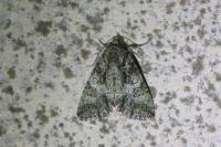 Polyphaenis sericata