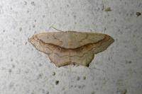 Scopula imitaria
