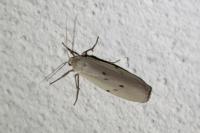 Pelosia muscerda
