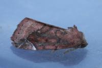 Cosmia pyralina