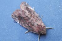 Cosmia pyralina