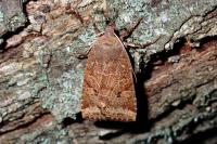 Conistra vaccinii/ligula