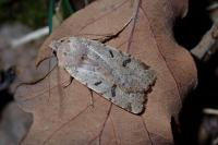 Agrochola lychnidis