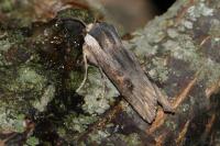 Xylena exsoleta