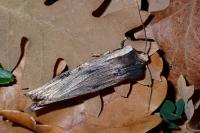 Xylena exsoleta
