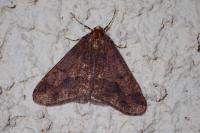Erannis defoliaria