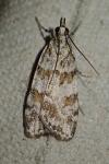 Scoparia pyralella
