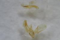 Scoparia pyralella