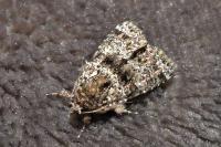 Callopistria latreillei
