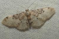 Idaea filicata