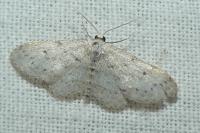 Idaea seriata