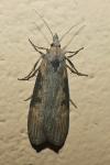 Lamoria anella