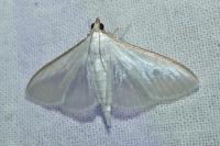 Palpita vitrealis