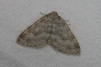 Colostygia multistrigaria multistrigaria