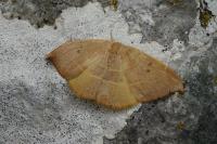 Watsonalla uncinula