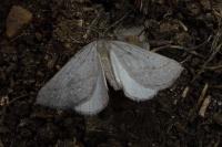 Chemerina caliginearia