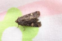 Dryobota labecula