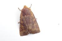 Conistra staudingeri