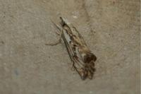 Catoptria falsella