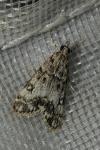 Eudonia