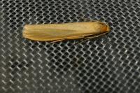 Indalia