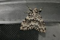 Lymantria monacha
