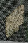 Ectropis crepuscularia
