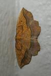 Epione repandaria
