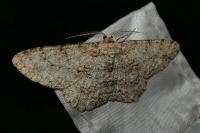 Hypomecis punctinalis